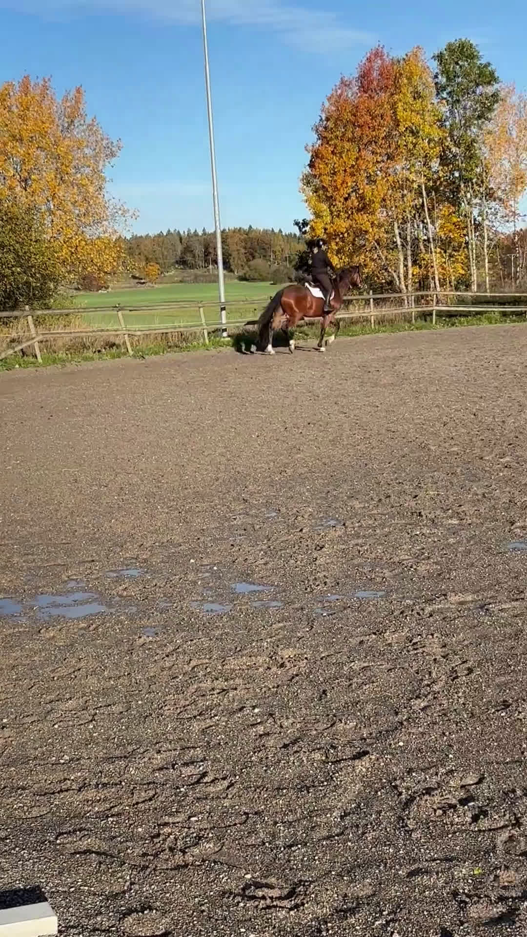 Dressyr hästar till salu: Dressyrhäst för framtiden  i Mariefred - Video 4