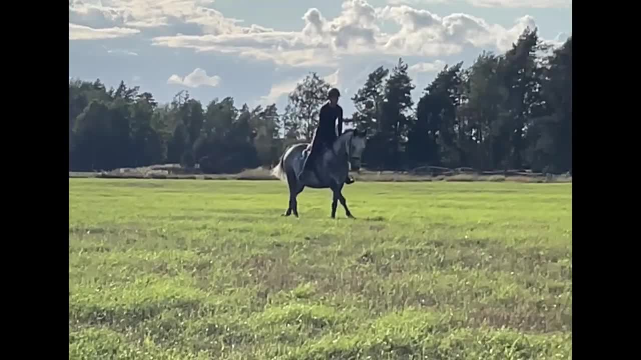 Allround hästar till salu: Projekthäst - Video 1