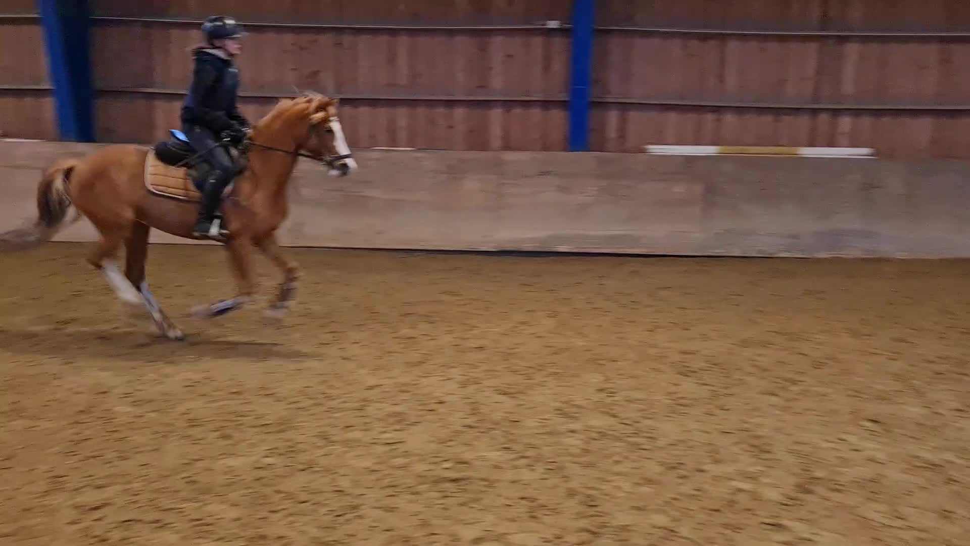 Dressyr hästar till salu: Kvalitetsponny- rolig att rida varje dag - Video 2