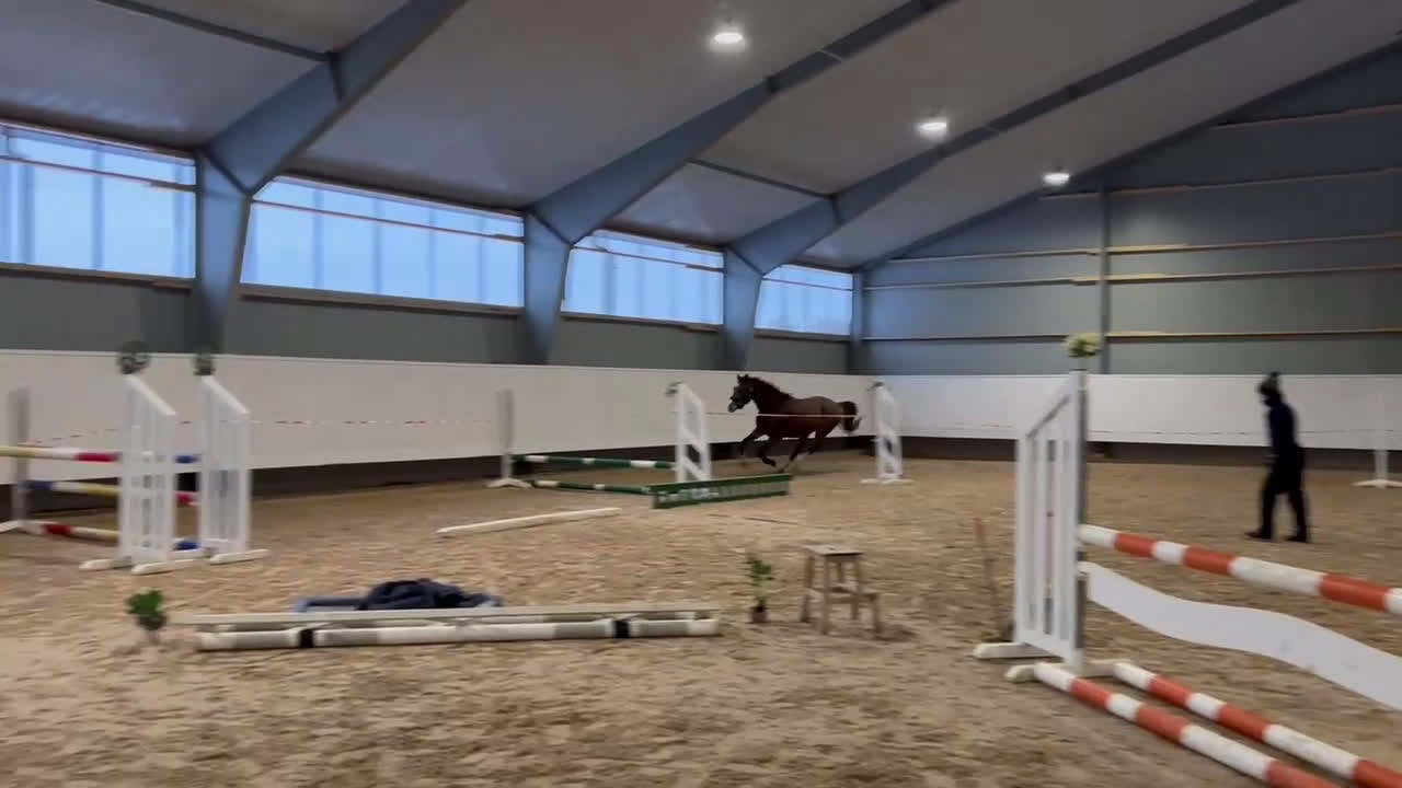 Fälttävlan hästar till salu: 2-årig valack e. Zezar Hästak- Alcatraz- Bernstein i Marieholm - Video 2