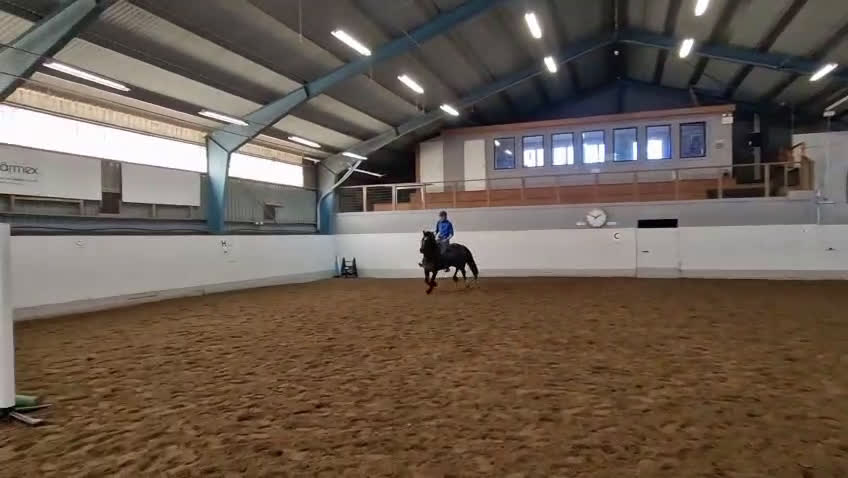 Hoppning hästar till salu: Talangfull sportponny - Video 2