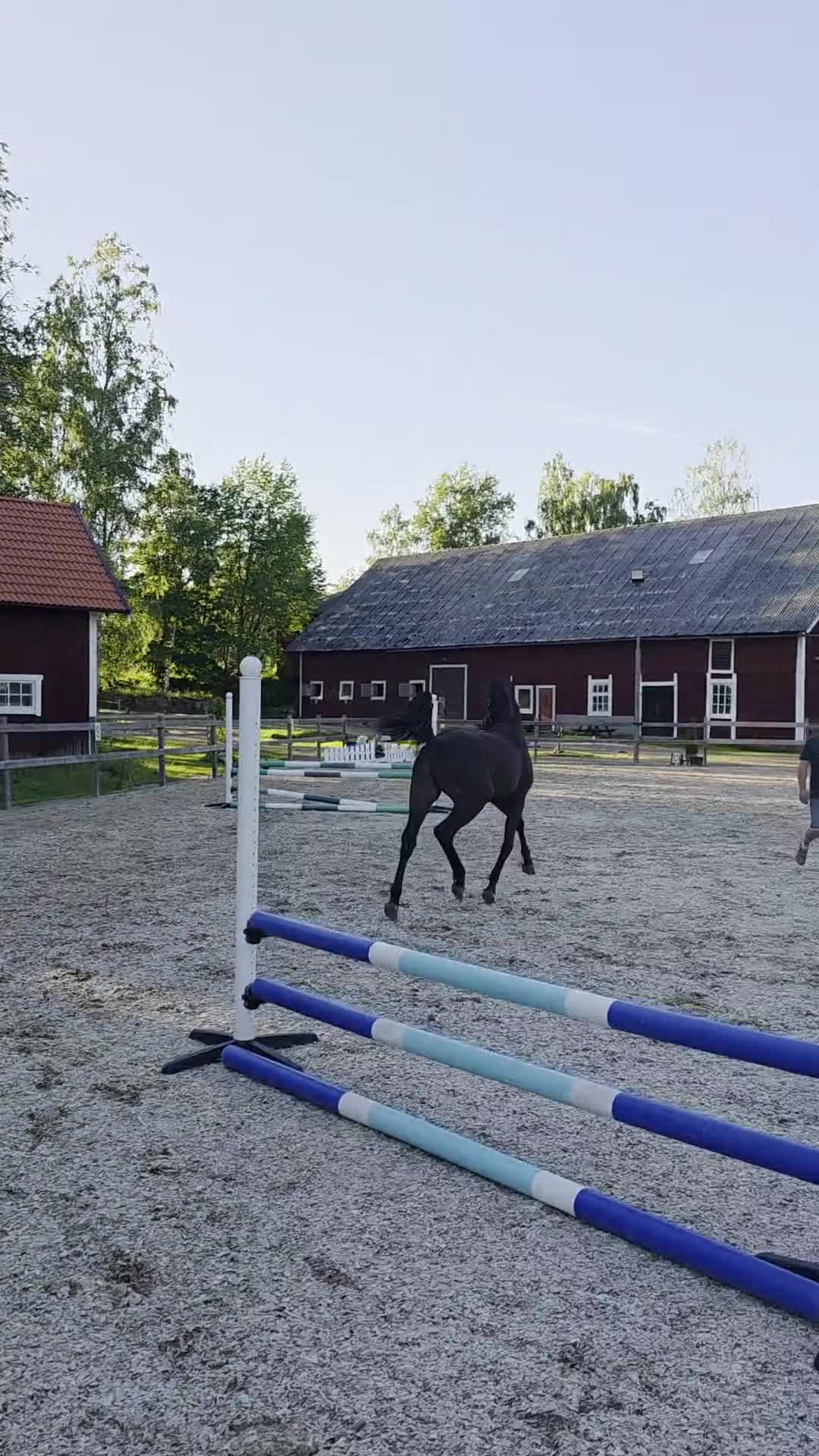 Hoppning hästar till salu: Vacker hingst efter Mr Vain  - Video 1
