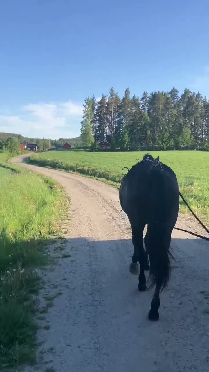 Allround hästar till salu: Pre-korsning - Video 1