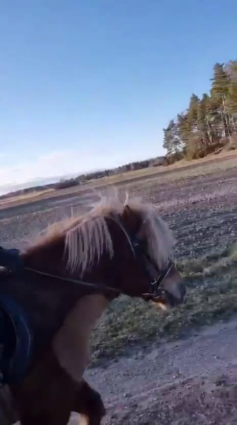  medryttarhäst sökes: Söker medryttarhäst söder om Uppsala i Uppsala - Video 1