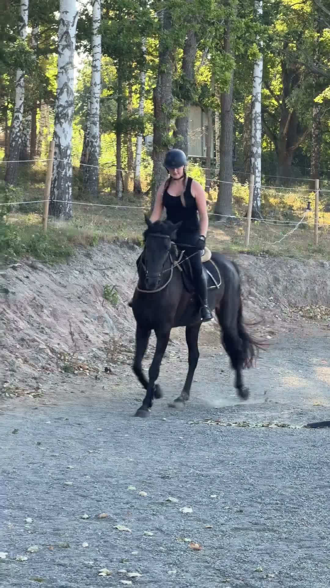 Dressyr hästar till salu: Vackraste hästen  - Video 3