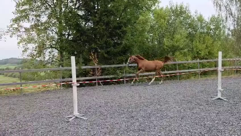 Hoppning hästar till salu: 🌟Joinville🌟 f.2024 hopp/fälttävlan i Sköldinge - Video 2
