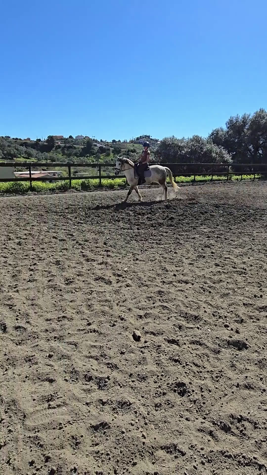 Hoppning hästar till salu: Trevliga hästar och ponnier i Spanien  - Video 3