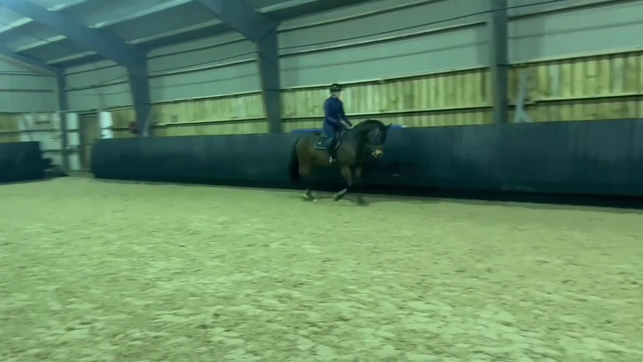 Allround hästar till salu: Vackert allroundsto med positiv inställning! i Höllviken - Video 1