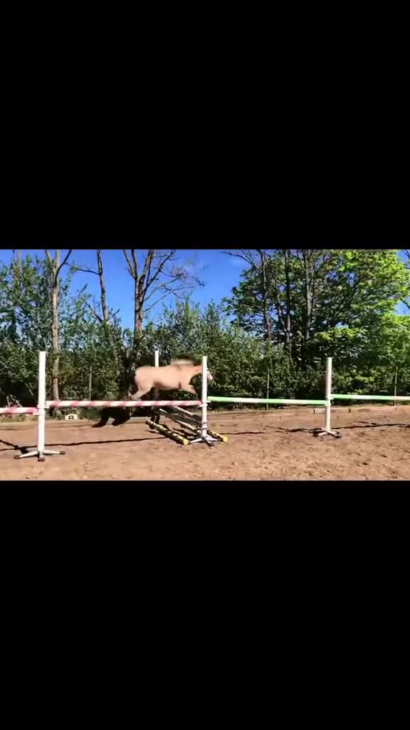 Allround hästar till salu: Mycket trevlig ponny  - Video 1