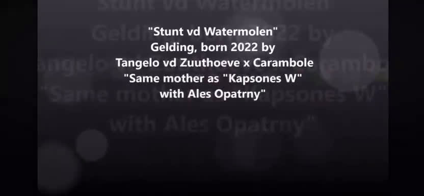 Hoppning hästar till salu: Kvalitetshäst för framtiden!  - Video 1