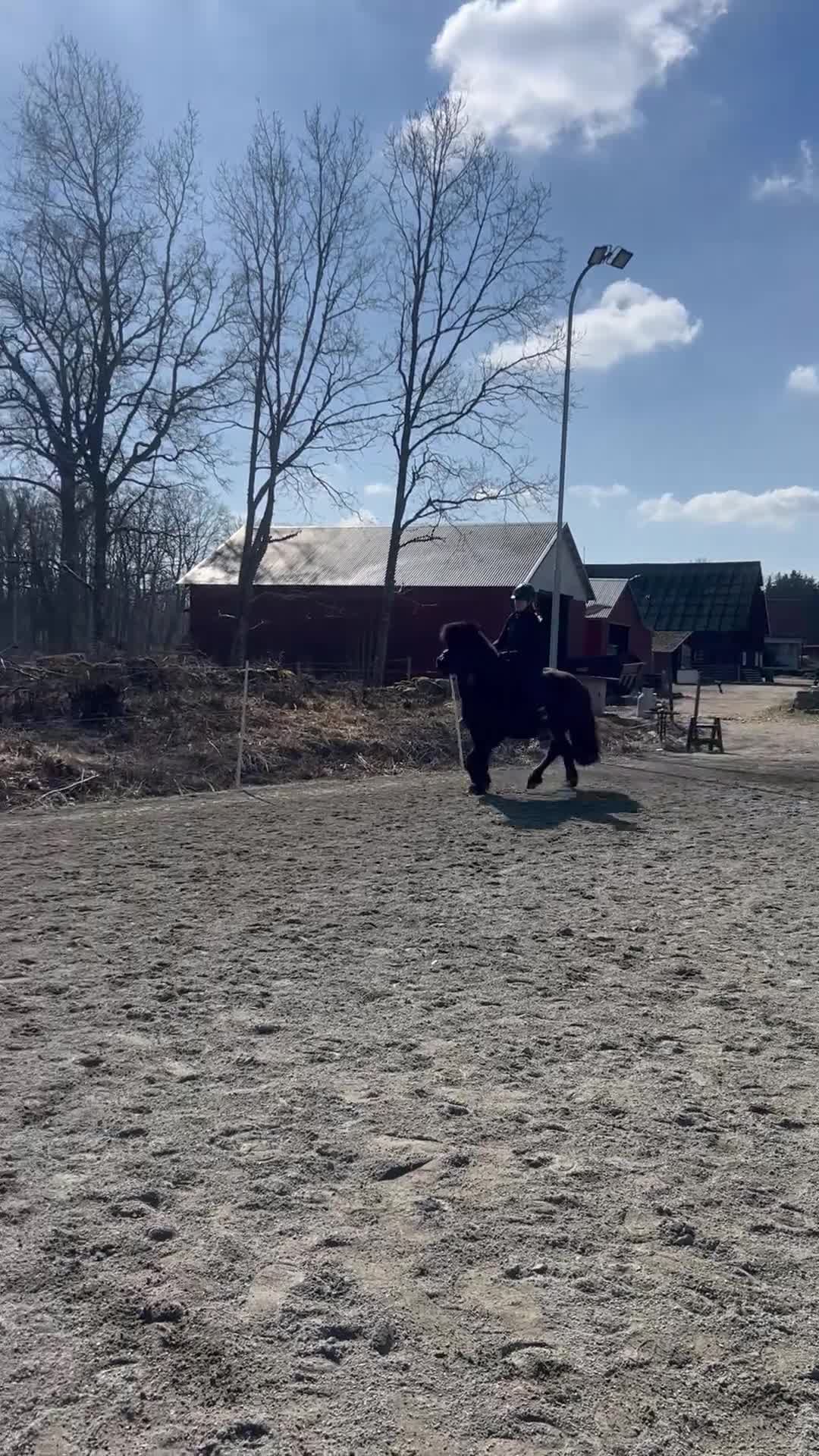 Island hästar till salu: Mycket rolig valack till träning o tävling  - Video 3
