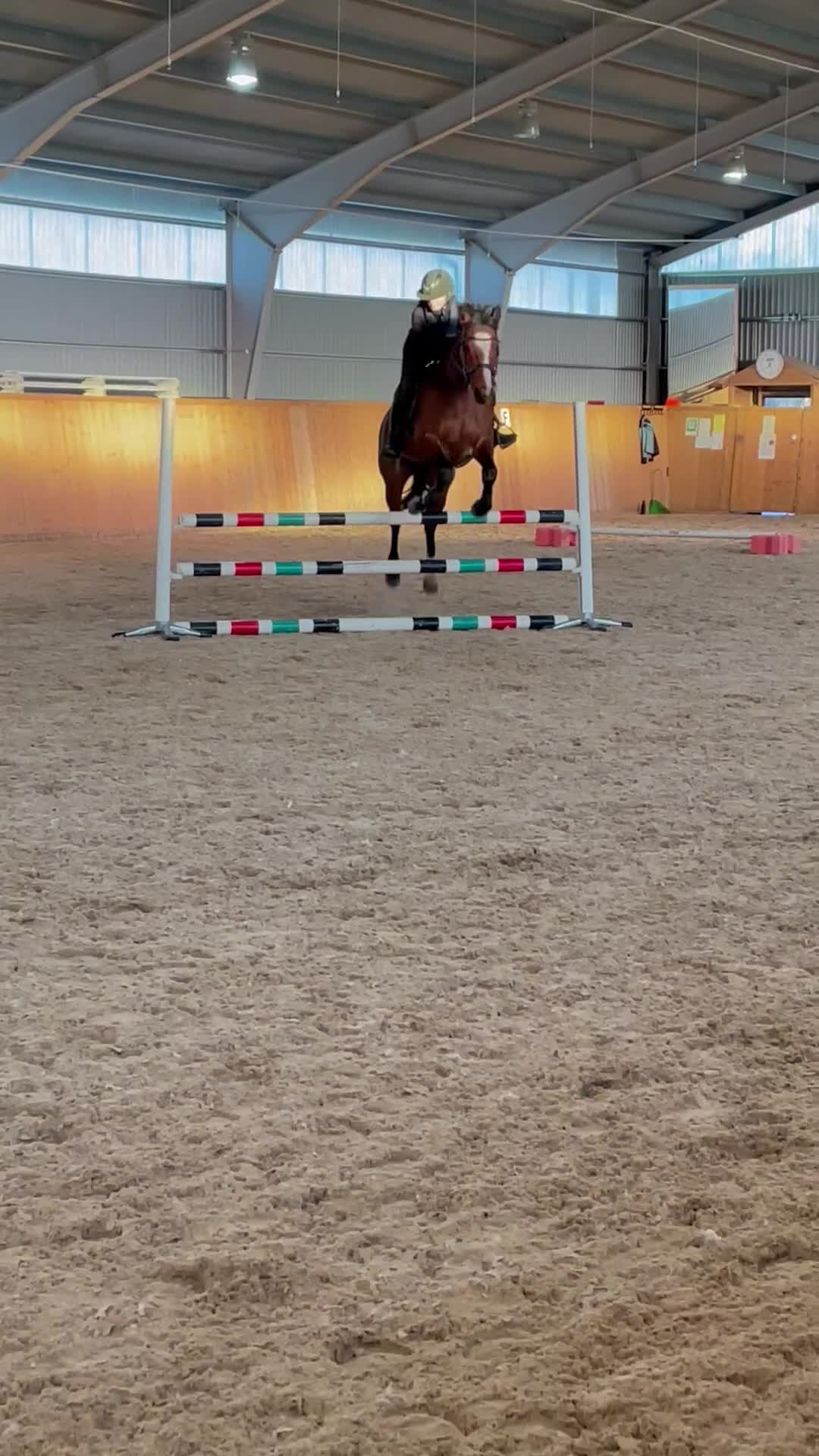 Dressyr hästar till salu: Läromästare för hobbyridning - Video 3