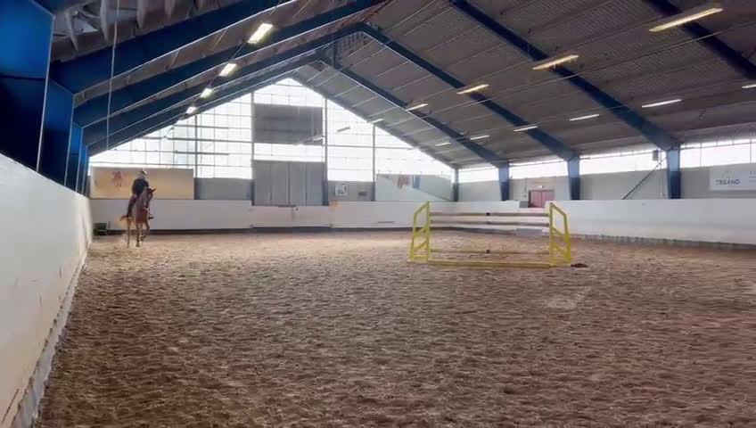 Hoppning hästar till salu: Kief Leo – modig schoolmaster i Höllviken - Video 1