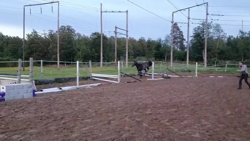 Hoppning hästar till salu: Högklassiga unghästar 1-2år - Video 5