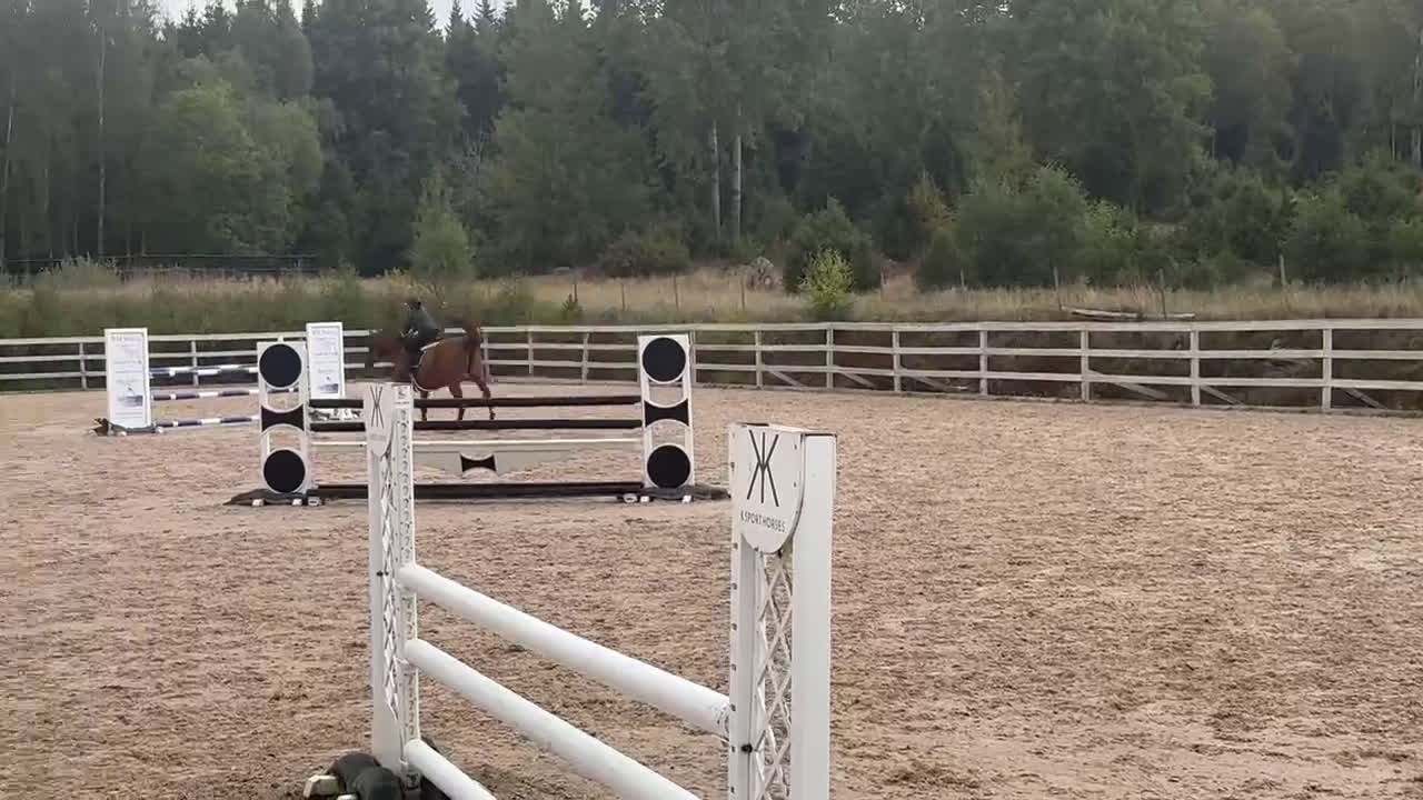 Hoppning hästar till salu: Sto till satsande ryttare - Video 1