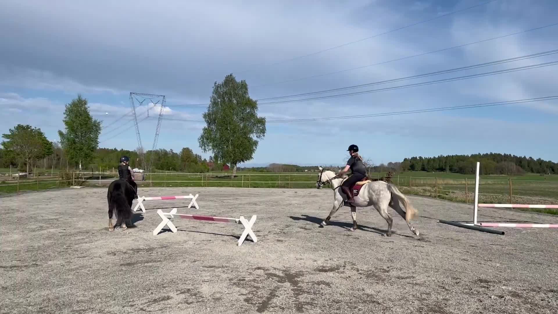 Allround hästar till salu: Superfin klass 1 Connemara  - Video 1