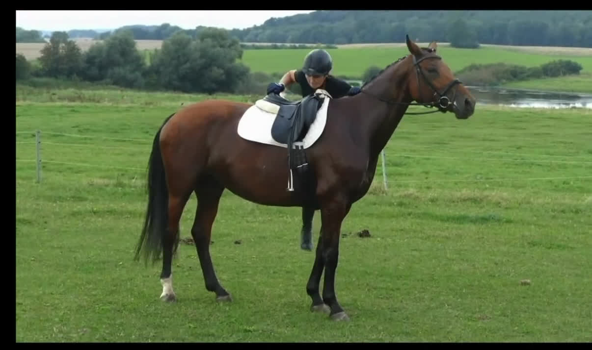 Allround hästar till salu: ⭐️TALANGFULLT STO MED MYCKET FIN PERSONLIGHET⭐️ - Video 3