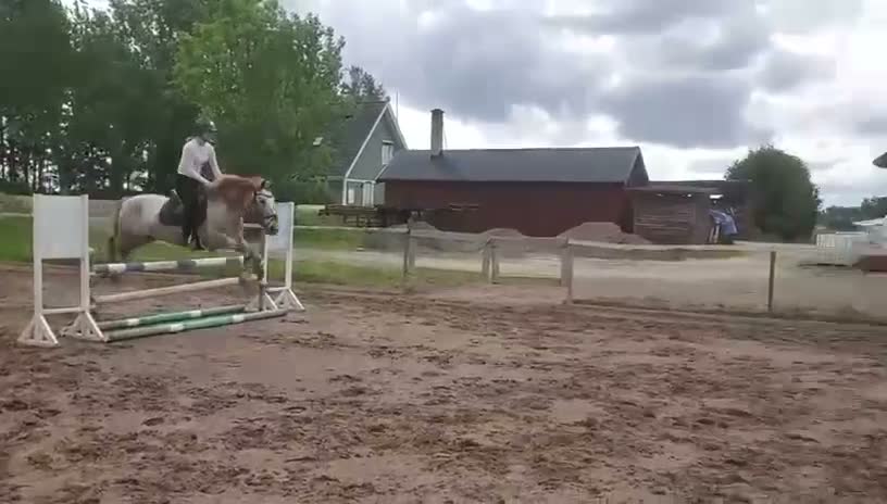 Allround hästar till salu: En ponny med SM kvalité  - Video 3