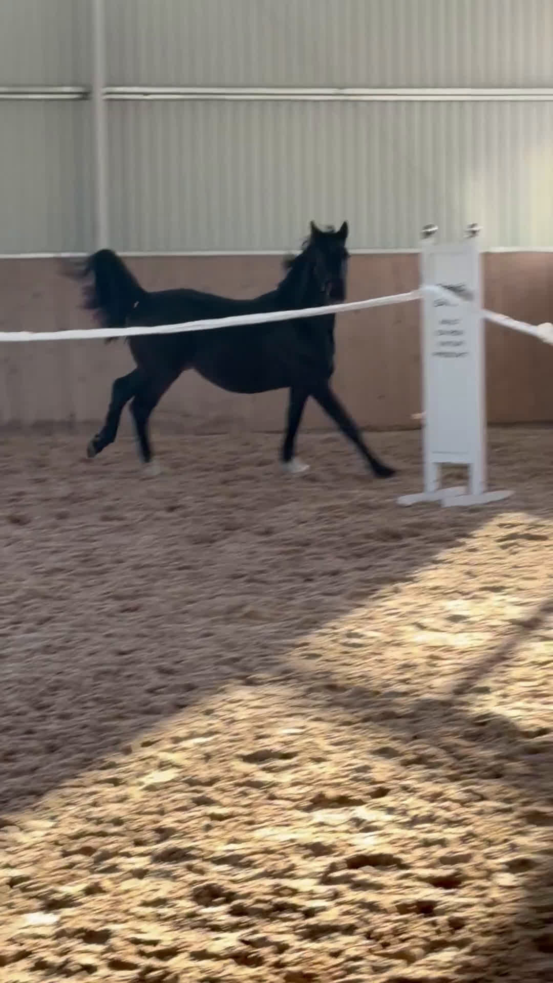 Dressyr hästar till salu: Mörk 2-årig dressyrvalack med fantastiska bakben! i Jonstorp - Video 2