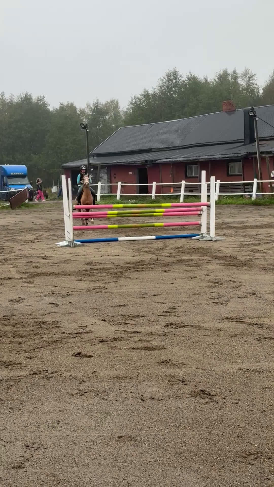 Hoppning hästar till salu: Rosettplockare till salu i Umeå - Video 2