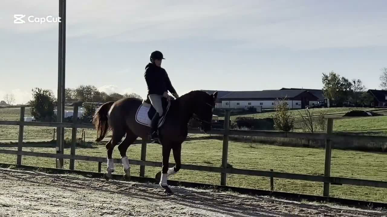Allround hästar till salu: ⭐️VACKERT STO MED MYCKET POTENTIAL⭐️ - Video 1