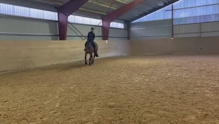 Hoppning hästar till salu: Lyxig hobbyhäst - Video 2