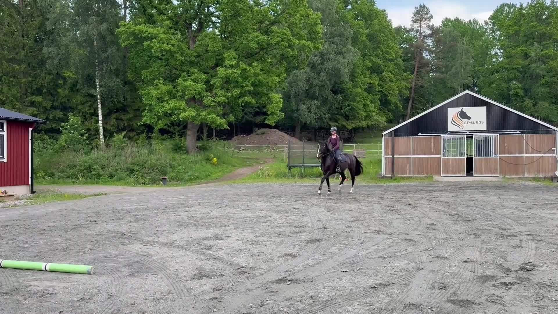 Hoppning hästar till salu: 4 åring SWB valack - framtida tävlingshäst  - Video 2