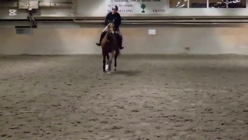 Allround hästar till salu: Snäll och trevlig kompis att utvecklas med! i Lögdeå - Video 3