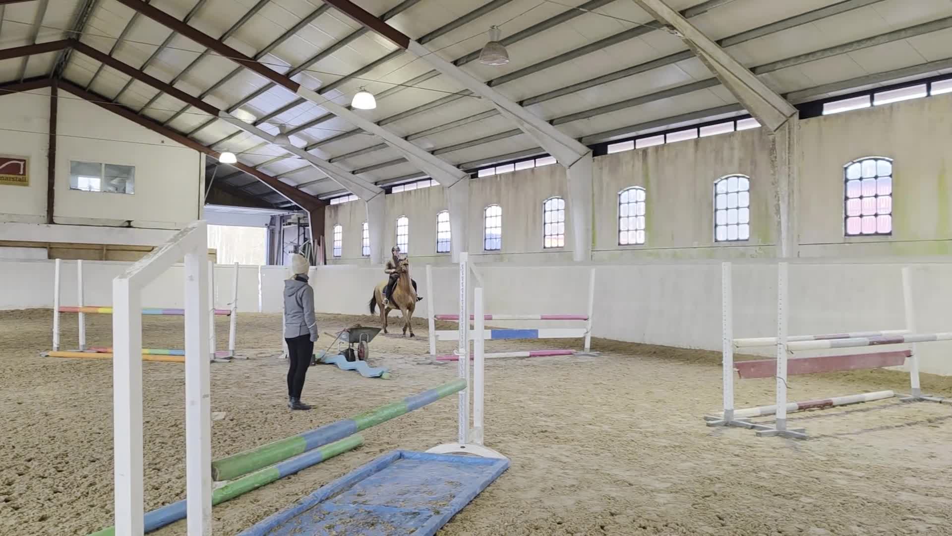 Hoppning hästar till salu: Trevlig hopphäst - Video 1
