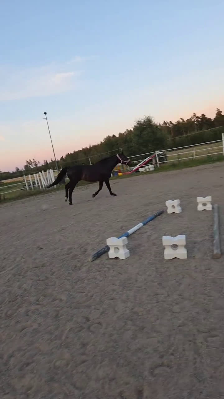  medryttarhäst finnes: Söker en till medryttare till stort halvblod i Grödinge - Video 2