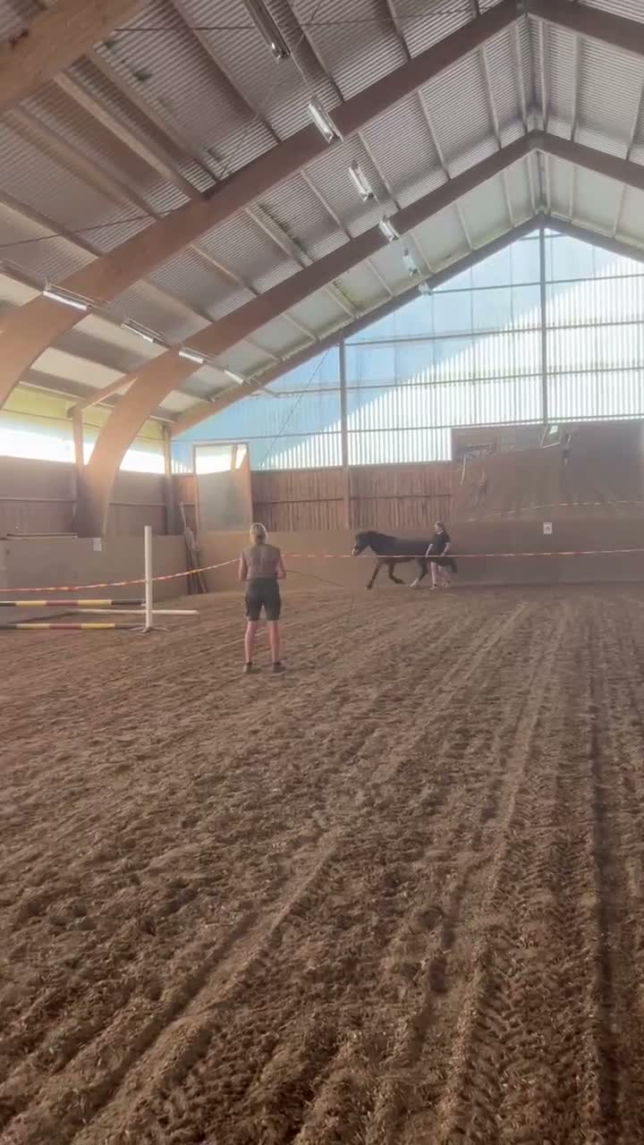 Allround hästar till salu: Kallblodstravare - Video 2
