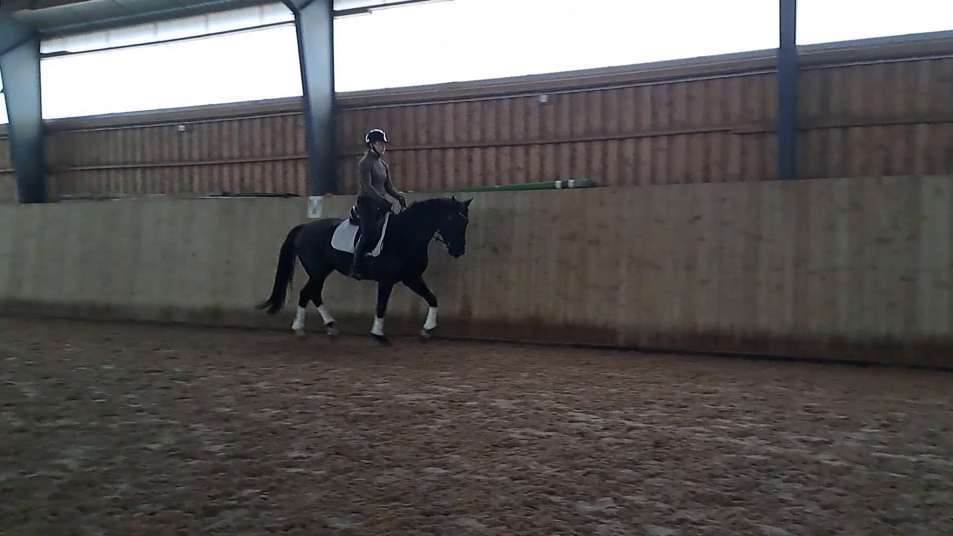 Dressyr hästar till salu: Trygg lovande unghäst med GP möderne - Video 1