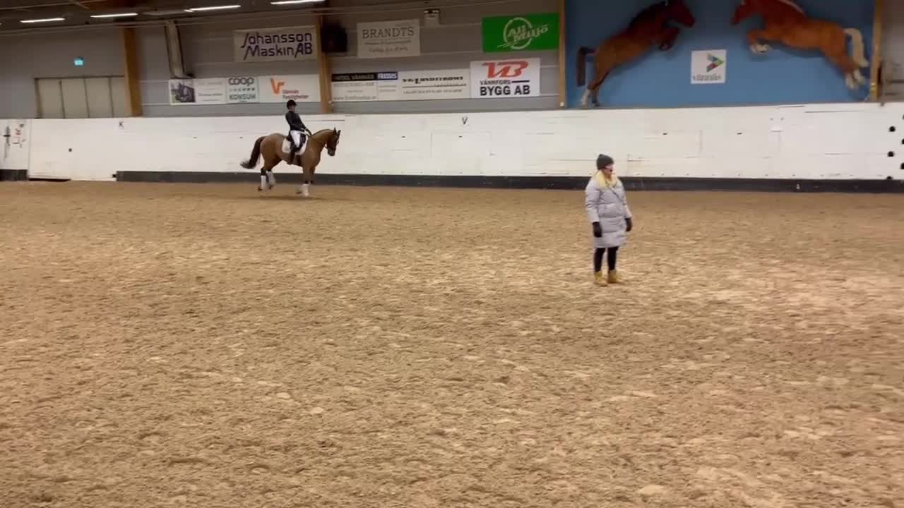 Dressyr hästar till salu: Vackert dressyrsto - Video 1
