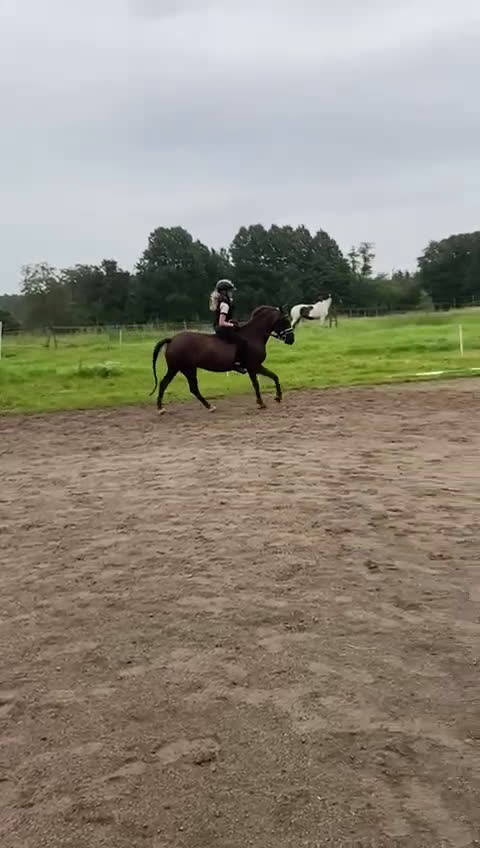 Hoppning hästar till salu: Fantastisk Läromästare  i Sävsjö - Video 5