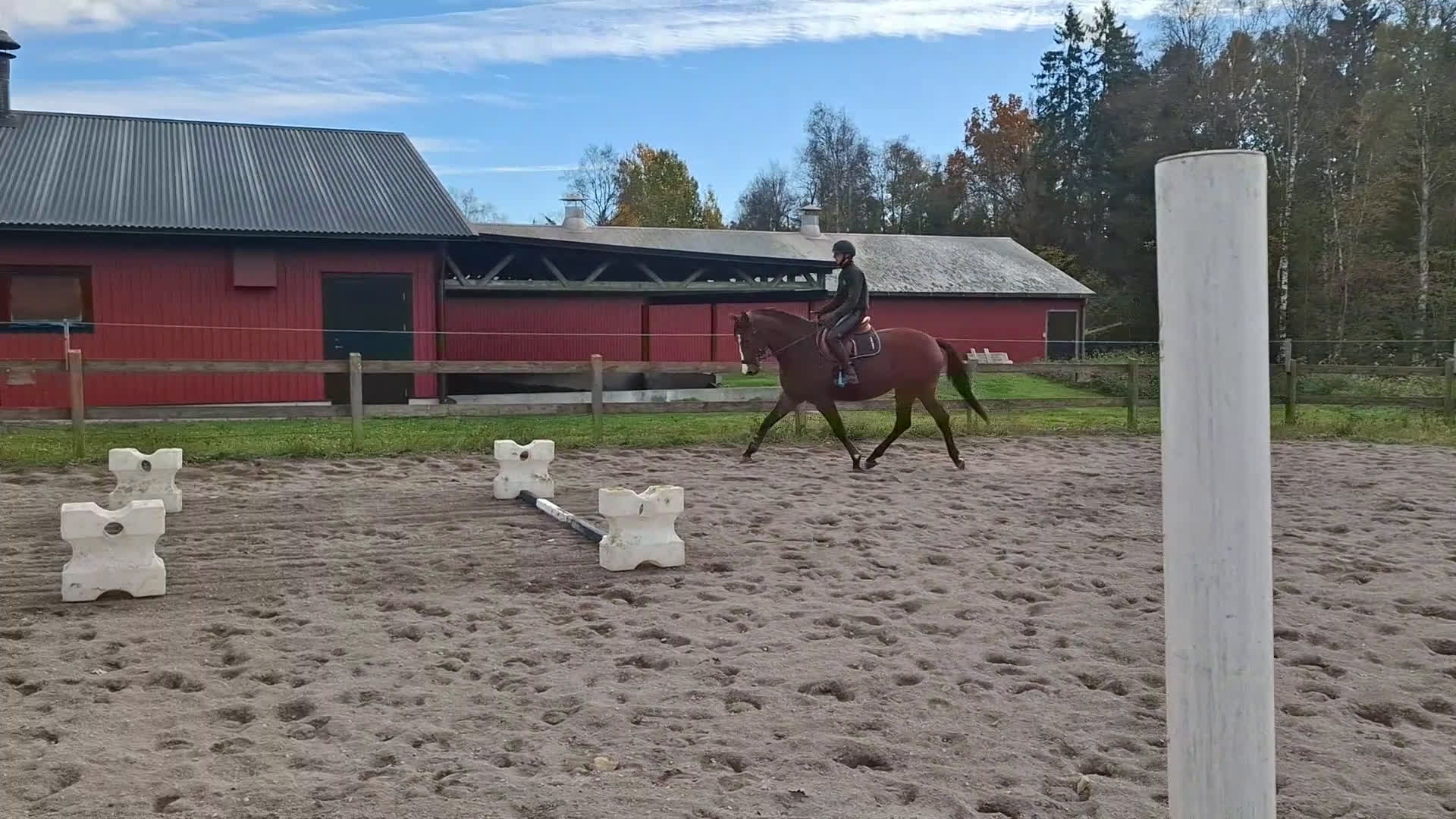 Hoppning hästar till salu: Sto för den lite mindre ryttaren! - Video 2