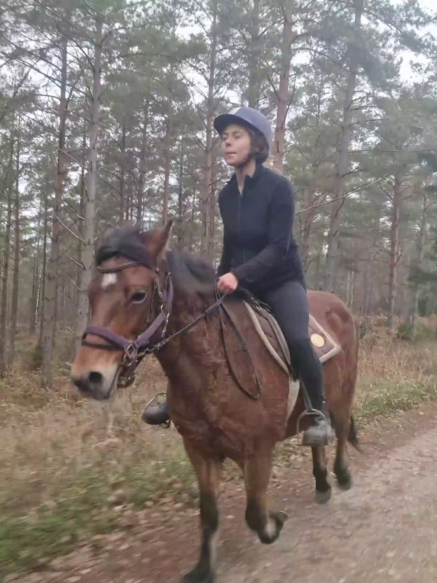 Avelshästar hästar till salu: Diplomsto till ridning/körning/avel i Stånga - Video 2