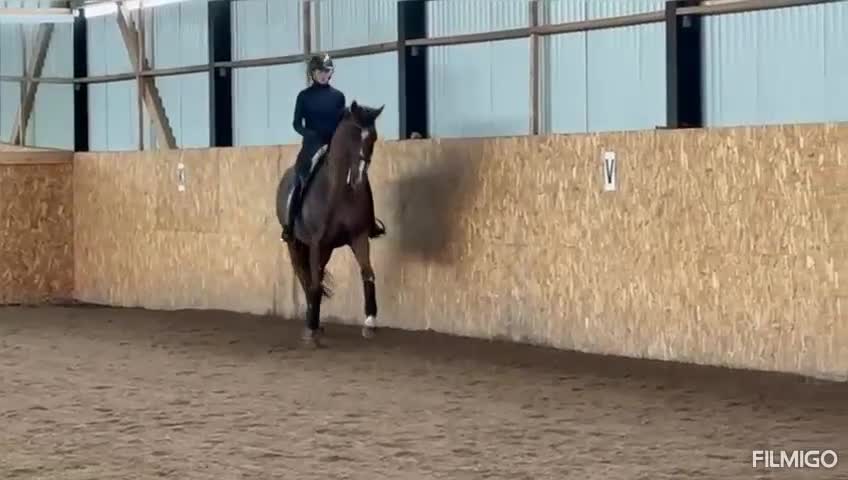 Dressyr hästar till salu: Valack e.Totilas - Sir Donnerhall I - Video 1