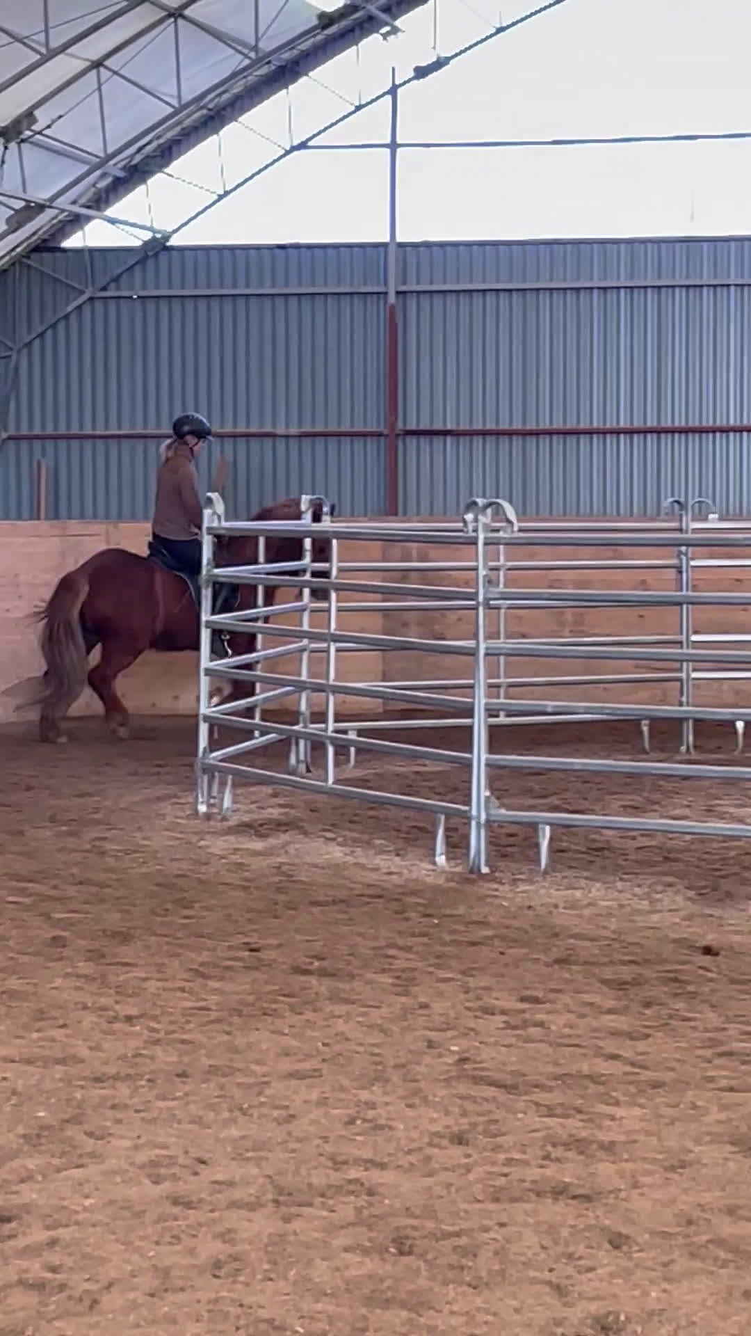 Island hästar till salu: Flott sto redo för tävlingsbanan  i By Kyrkby - Video 2