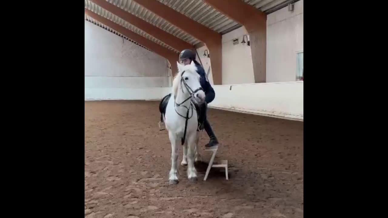 Allround hästar till salu: Allround mot hopp i Farsta - Video 1