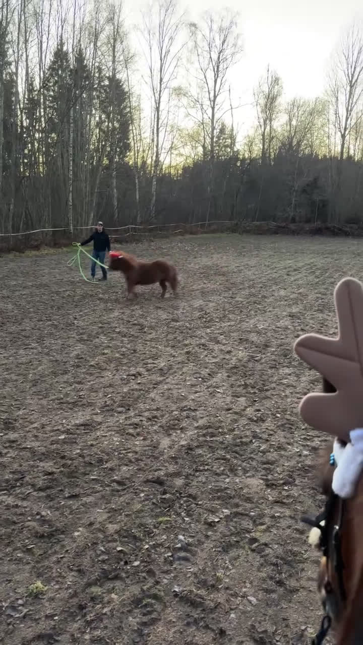 Allround hästar till salu: Byte av ponny  i Forshaga - Video 1