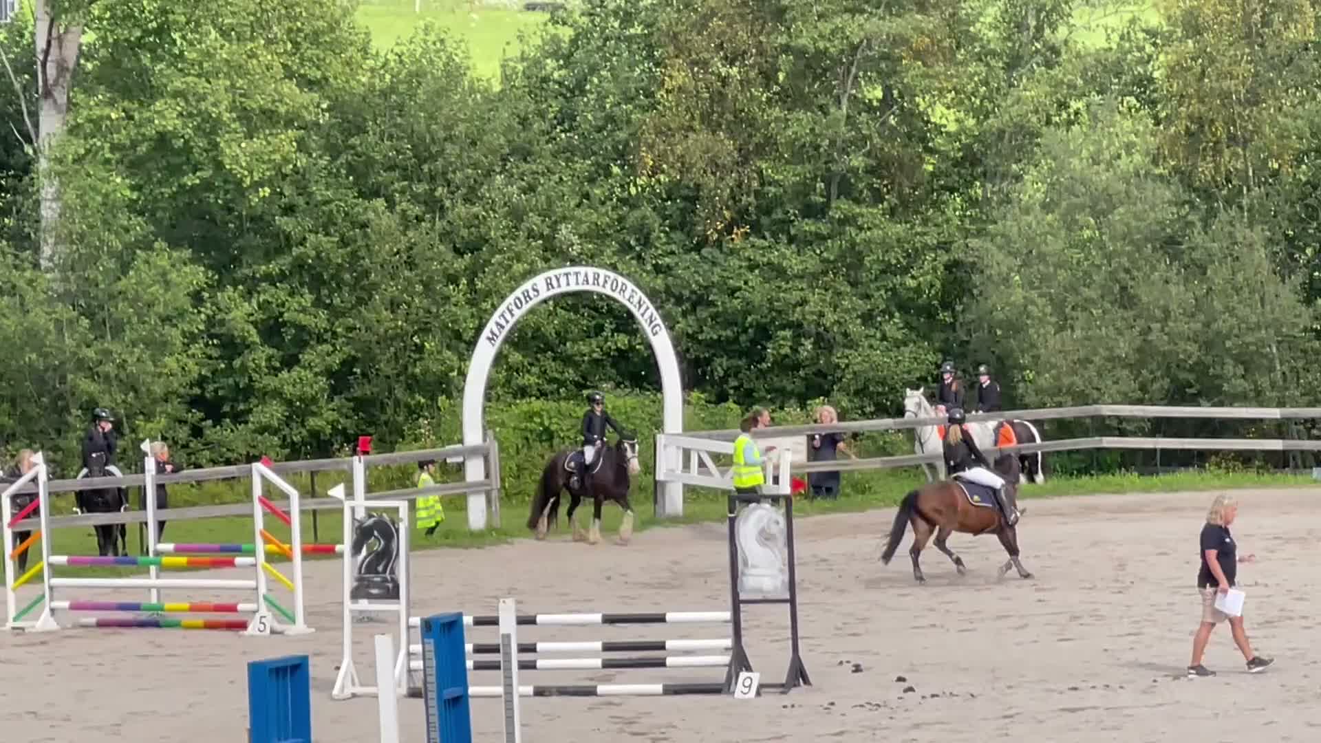 Allround hästar till salu: Diego - läromästare och tävlingsponny! i Bispgården - Video 1