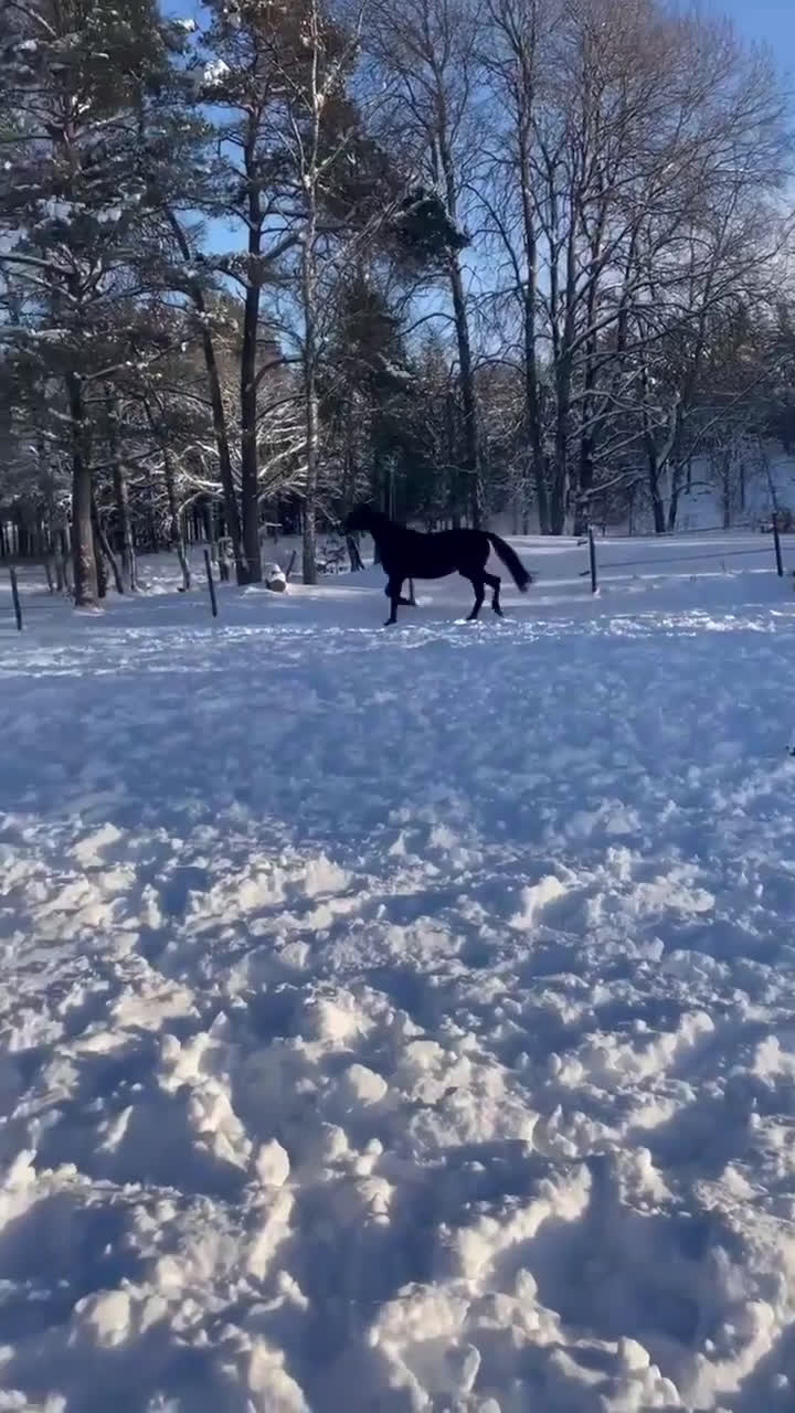 Dressyr hästar till salu:  3-åring med kvalitet och bra temperament! - Video 1
