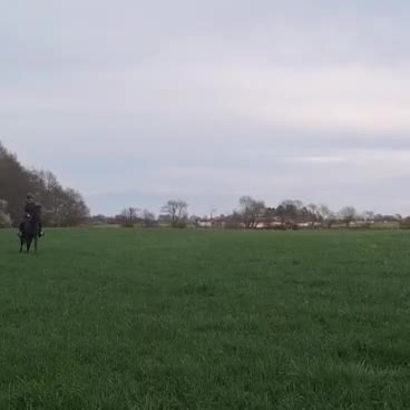 Allround hästar till salu: Trevlig allroundponny  - Video 4