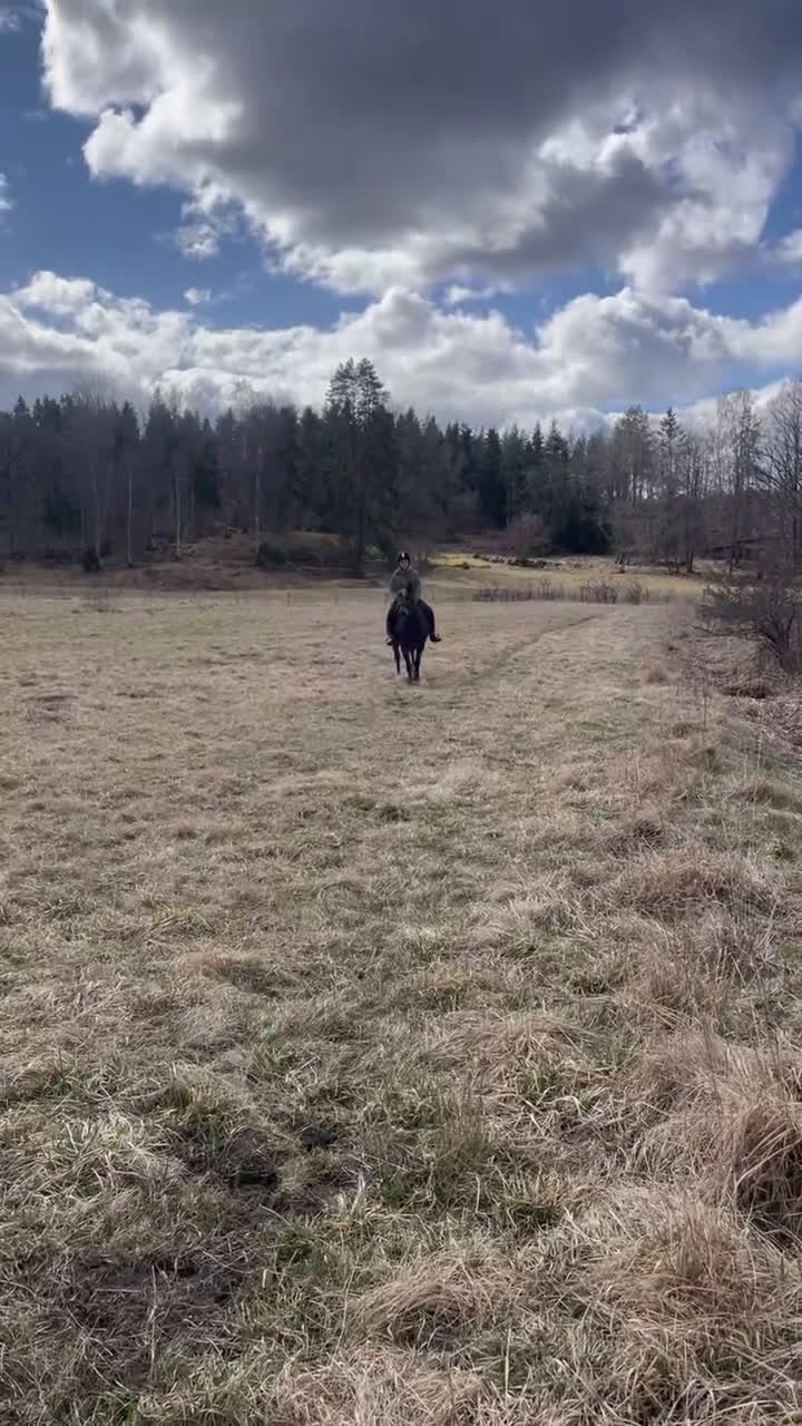 Sällskap hästar till salu: Söker nytt hem med massa mys  - Video 2