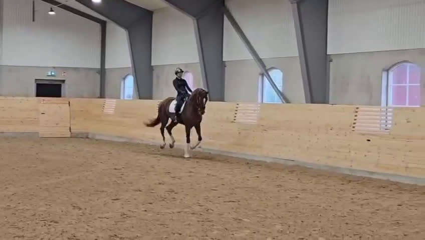 Dressyr hästar till salu: Gångart/Diplomsto -2021 i Örebro - Video 1