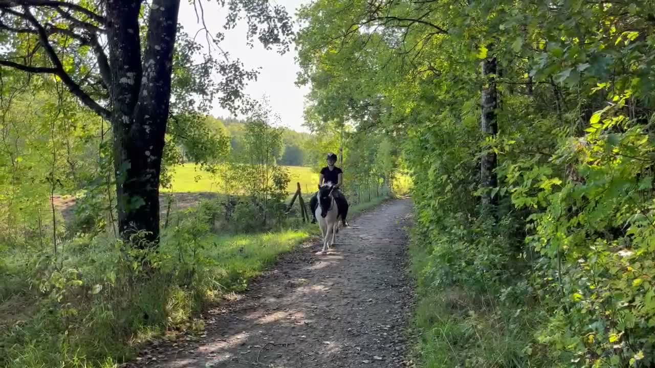 Allround hästar till salu: Roffe letar nytt hem. i Trollhättan - Video 4