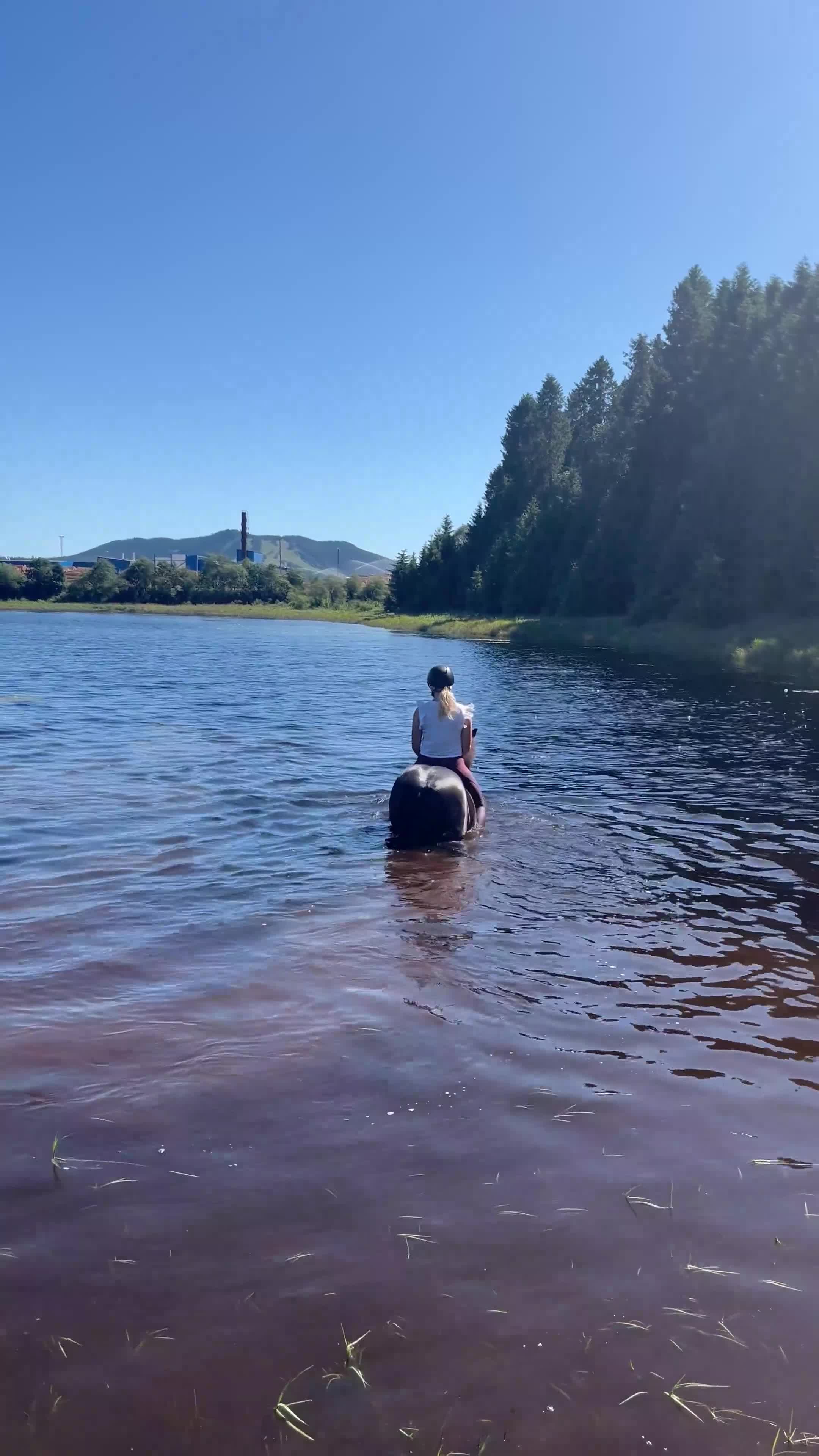 Island hästar till salu: Skogsmulle letar ny familj i Transtrand - Video 1
