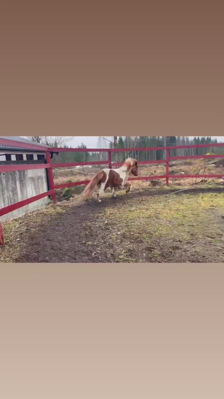 Island hästar till salu: Lovande sto med mycket trevliga gångarter i Gävle - Video 1