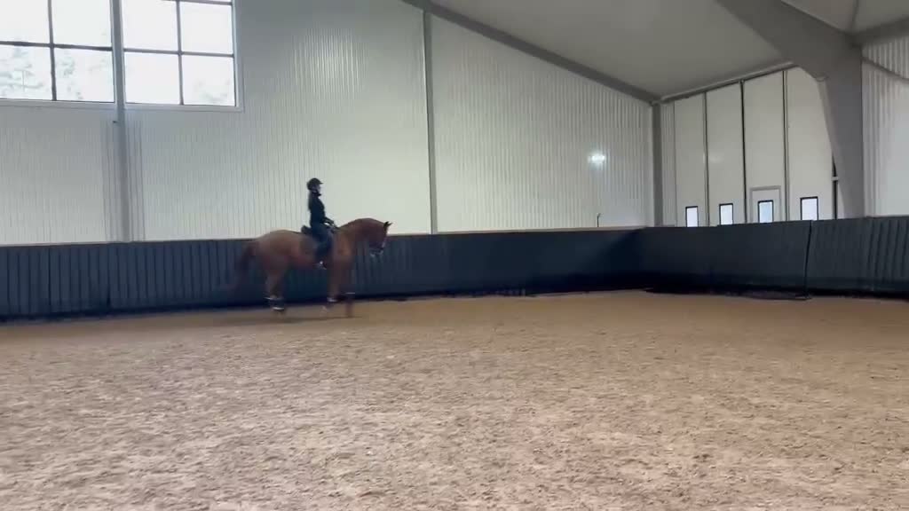 Hoppning hästar till salu: Bästa vän till salu ❤️ - Video 2