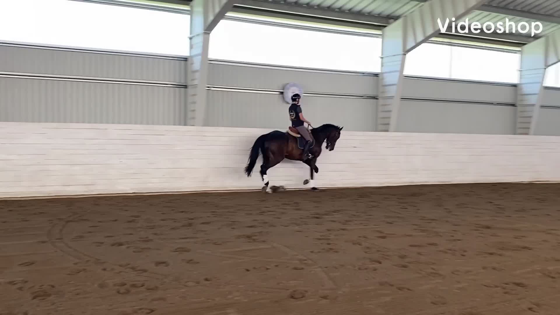 Dressyr hästar till salu: Välutbildad klasshäst! - Video 1
